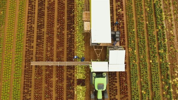 Aerial view Farm workers using a unique conveyor belt system to harvest cauliflower, Cabbage from a field.. Lettuce field. Machine conveyor belt system to harvest Lettuce from a field. Salad on the field, salad growing.