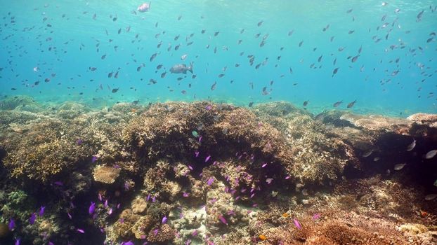 Fish and coral reef. Tropical fish on a coral reef. Wonderful and beautiful underwater world with corals and tropical fish. Hard and soft corals. Diving and snorkeling in the tropical sea. Travel concept.