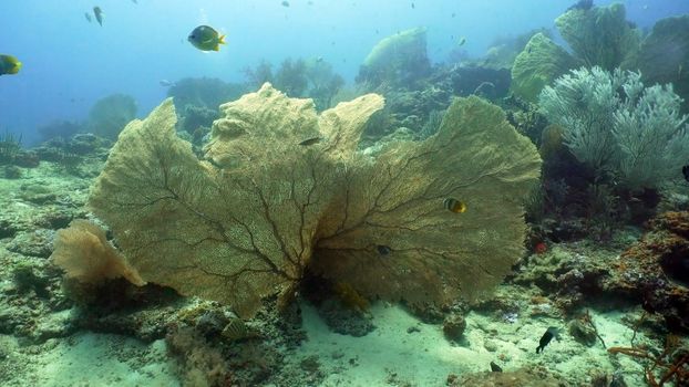 Fish and coral reef. Tropical fish on a coral reef. Wonderful and beautiful underwater world with corals and tropical fish. Hard and soft corals. Diving and snorkeling in the tropical sea. Travel concept.