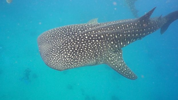 Whale Shark swimming in the clear blue water. Rhincodon typus. Whale shark underwater. Philippines, Oslob.. Wonderful and beautiful underwater world.