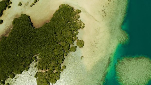Tropical islands with beaches and mangroves among coral reef and blue blue sea, aerial view. Mangrove landscape, Honda bay, Palawan, Philippines.