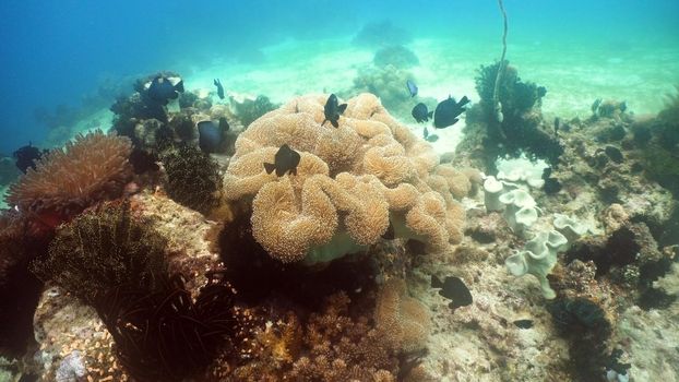 Fish and coral reef. Tropical fish on a coral reef. Wonderful and beautiful underwater world with corals and tropical fish. Hard and soft corals. Diving and snorkeling in the tropical sea. Travel concept.