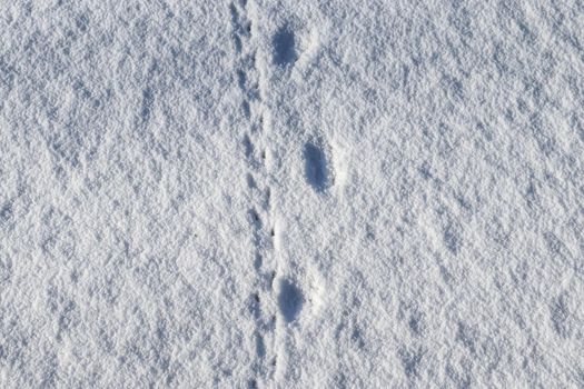 Footprints of animals and birds in fresh white snow in winter.