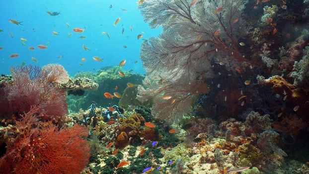 Fish and coral reef. Tropical fish on a coral reef. Wonderful and beautiful underwater world with corals and tropical fish. Hard and soft corals. Diving and snorkeling in the tropical sea. Travel concept.