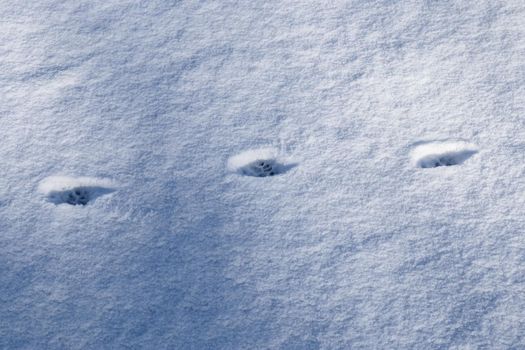 Footprints of animals and birds in fresh white snow in winter.