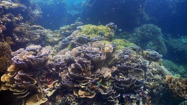 Fish and coral reef. Tropical fish on a coral reef. Wonderful and beautiful underwater world with corals and tropical fish. Hard and soft corals. Diving and snorkeling in the tropical sea. Travel concept.