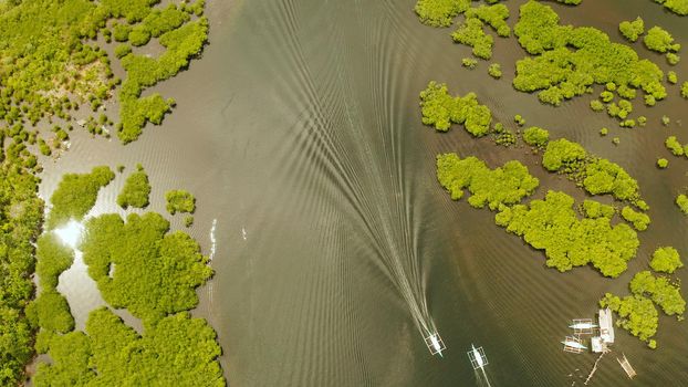 Boats sails in the mangroves among green trees from above. Mangrove jungles, trees, river. Mangrove landscape