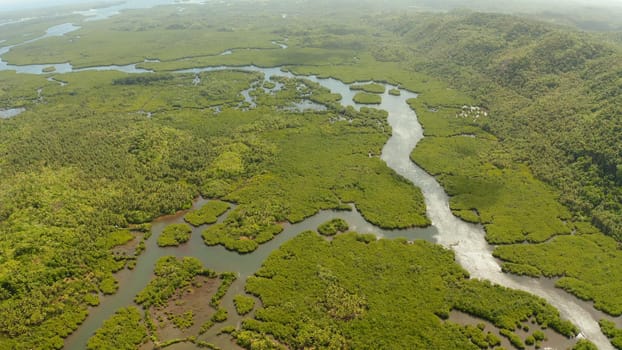 Aerial panoramic mangrove forest view in Siargao island,Philippines. Mangrove landscape