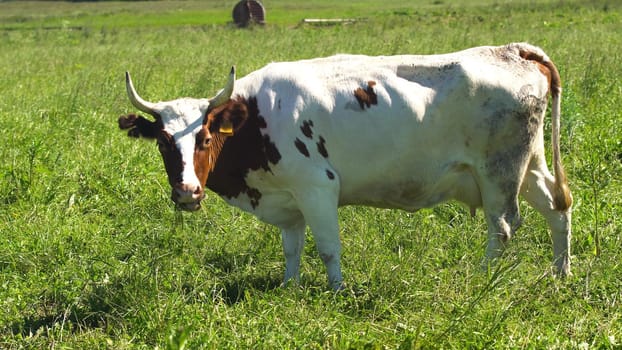 Cows graze on a green pasture on a summer day. Herd cows on a summer pasture. 4K video.