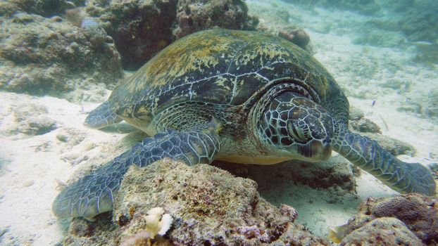 Green sea turtles underwater during diving. Diving and snorkeling in the tropical sea.