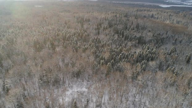Aerial view: winter forest. Snowy tree branch in a view of the winter forest. Winter landscape, forest, trees covered with frost, snow.