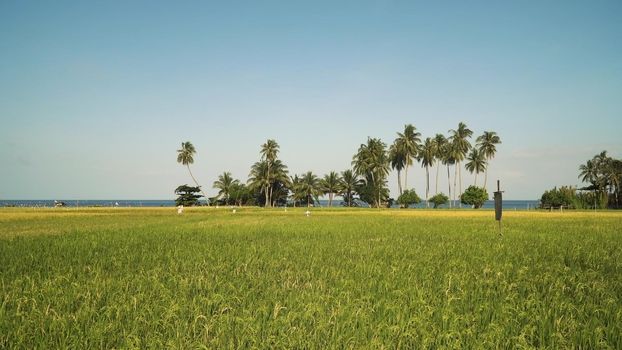 Rice field with yellowish green grass, on the background of blue sea, sky, cloud, landscape. Rice plantation near the sea. Terrace rice field, ocean, coconut palm. Philippines, Camiguin.