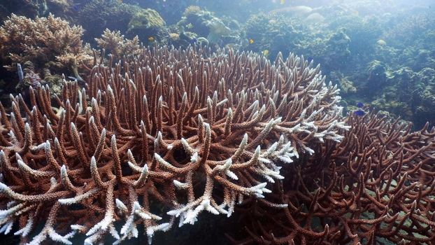 Fish and coral reef. Tropical fish on a coral reef. Wonderful and beautiful underwater world with corals and tropical fish. Hard and soft corals. Diving and snorkeling in the tropical sea. Travel concept.