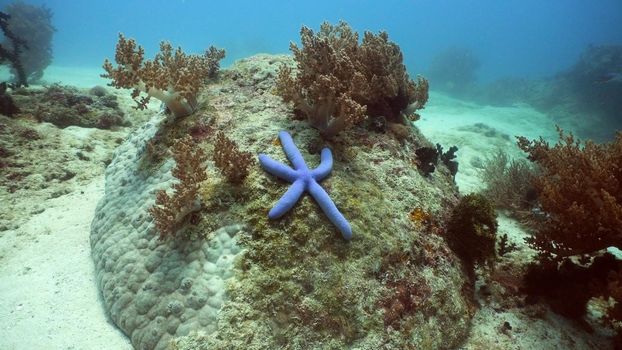 Blue starfish amongst the coral. Hard and soft corals. Diving and snorkeling in the tropical sea. Travel concept.