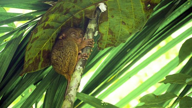 Tarsier on the tree. Tarsier sitting on a branch with green leaves, the smallest primate Carlito syrichta. Tarsier in natural living environment. Bohol island, Philippines.