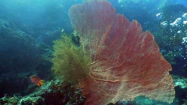 Fish and coral reef. Tropical fish on a coral reef. Wonderful and beautiful underwater world with corals and tropical fish. Hard and soft corals. Diving and snorkeling in the tropical sea. Travel concept.