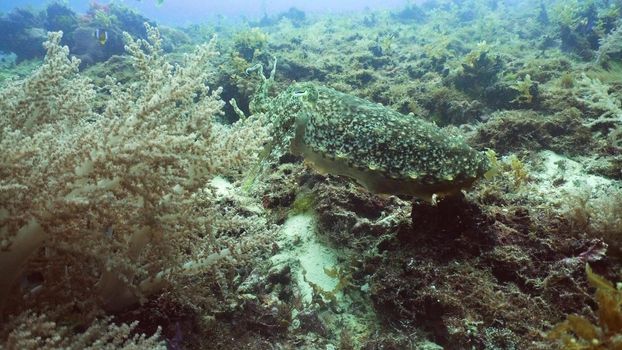 Cuttlefish under water in the ocean on a coral reef. Cuttlefish Sepia officinalis Diving and snorkeling in the tropical sea. Travel concept.