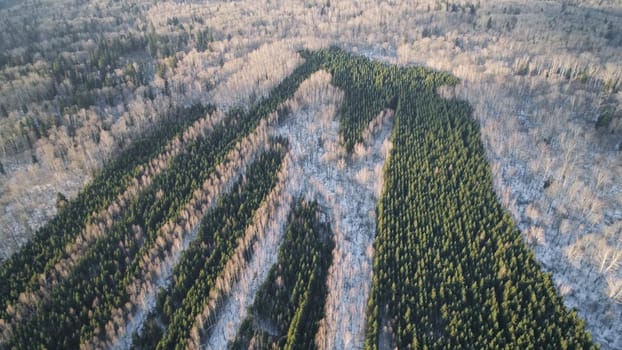 Aerial view: winter forest. Snowy tree branch in a view of the winter forest. Winter landscape, forest, trees covered with frost, snow.