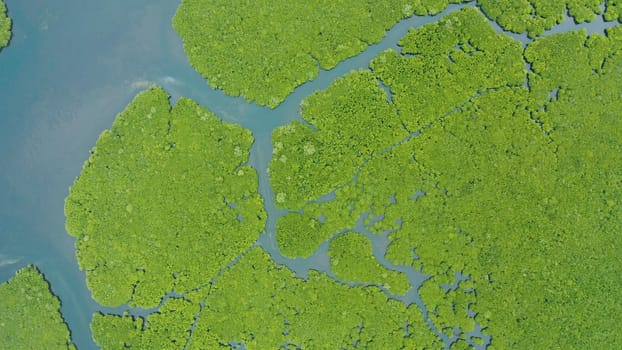 Mangrove trees in the water on a tropical island. An ecosystem in the Philippines, a mangrove forest.