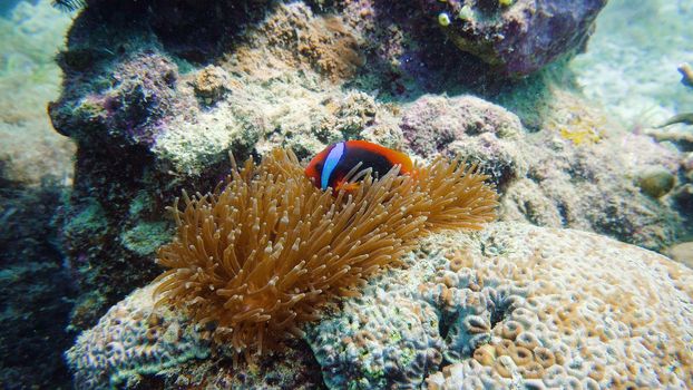 Sea anemone and clown fish on coral reef, tropical fishes. Underwater world diving and snorkeling on coral reef. Hard and soft corals underwater landscape
