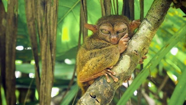 Tarsier on the tree. Tarsier sitting on a branch with green leaves, the smallest primate Carlito syrichta. Tarsier in natural living environment. Bohol island, Philippines.