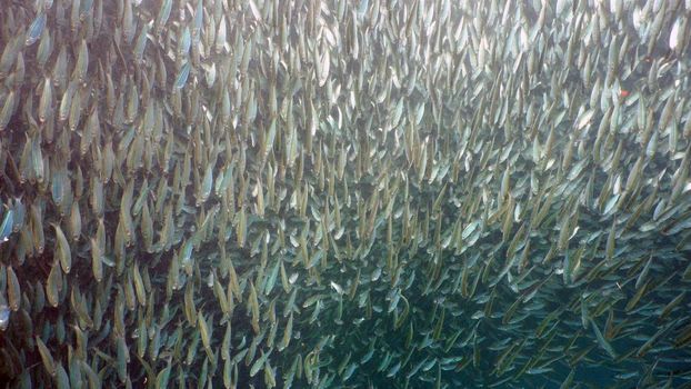 Sardines under water. Shoal sea sardines in the blue water of the ocean. Wonderful and beautiful underwater world with tropical fish. Diving and snorkeling in the tropical sea. Philippines, Moalboal.