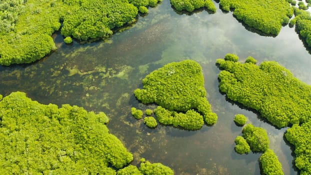 Mangrove trees in the water on a tropical island. An ecosystem in the Philippines, a mangrove forest.