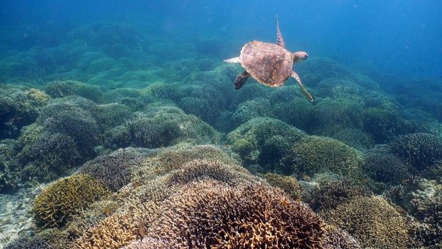 Sea turtle swimming underwater over corals. Sea turtle moves its flippers in the ocean under water. Wonderful and beautiful underwater world. Diving and snorkeling in the tropical sea. Philippines.