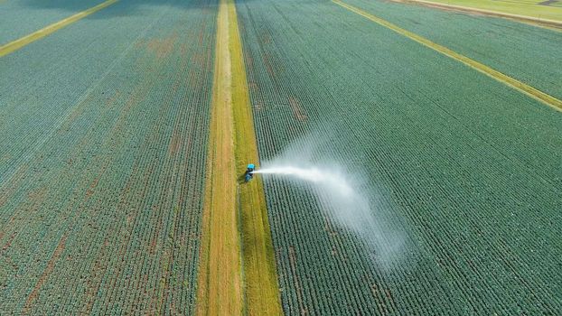Aerial view: Irrigation equipment watering cabbage field. Irrigation system watering farm field.