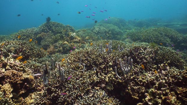 Beautiful underwater world with coral reef and tropical fishes. Camiguin, Philippines. Travel vacation concept