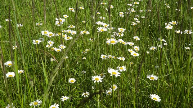White camomiles on the field in a summer sunny day.