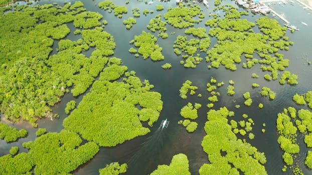 Aerial panoramic mangrove forest view in Siargao island,Philippines. Mangrove landscape