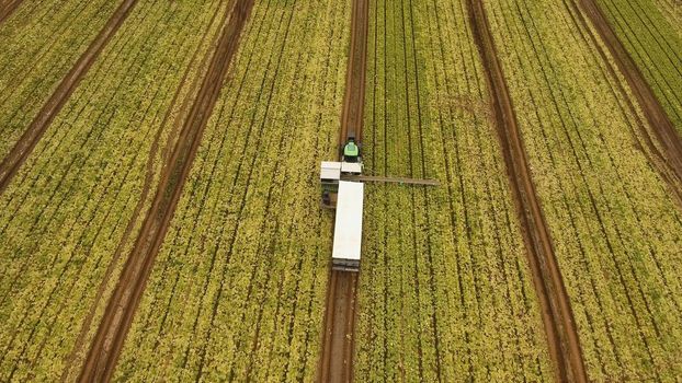Aerial view Rows of green salad grown in agricultural field. Lettuce field. Machine conveyor belt system to harvest Lettuce from a field. Salad on the field, salad growing.
