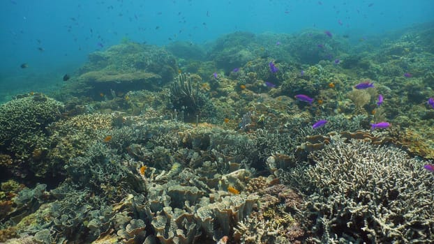 Coral reef underwater with fishes and marine life. Coral reef and tropical fish. Camiguin, Philippines.
