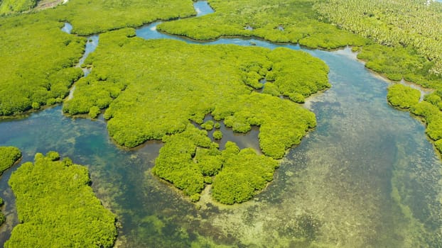 River in tropical mangrove green tree forest top view. Mangrove jungles, trees, river. Mangrove landscape