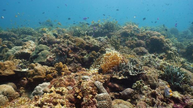 Coral reef and tropical fishes. The underwater world of the Philippines.