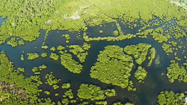 River in tropical mangrove green tree forest top view. Mangrove jungles, trees, river. Mangrove landscape