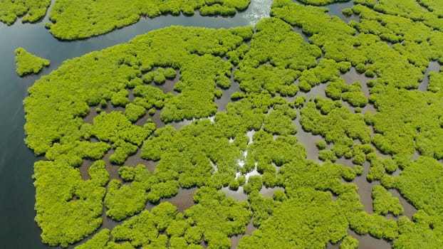 Aerial view of rivers in tropical mangrove forests. Mangrove landscape, Siargao,Philippines.