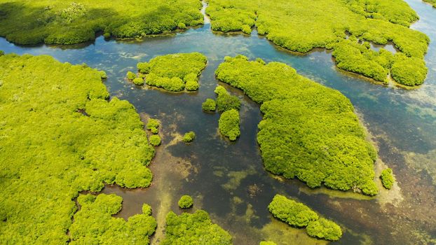 Aerial view of rivers in tropical mangrove forests. Mangrove landscape, Siargao,Philippines.