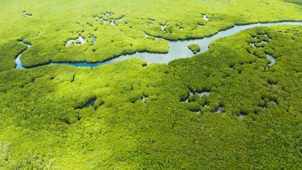 Aerial view green ecology mangrove nature tropical rainforest to the bay of sea. Mangrove landscape. Siargao,Philippines.