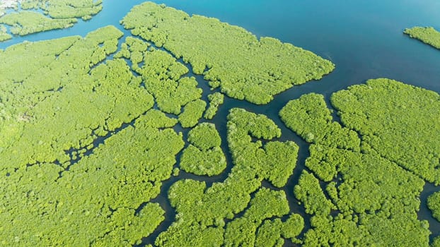 Mangrove trees in the water on a tropical island. An ecosystem in the Philippines, a mangrove forest.