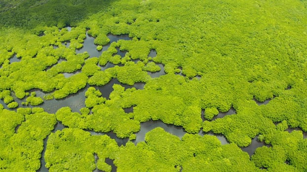 Mangrove green forests with rivers and channels on the tropical island, aerial drone. Mangrove landscape.