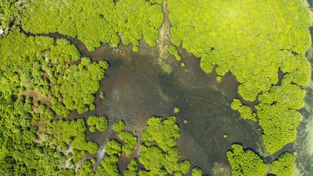 Mangrove green forests with rivers and channels on the tropical island, aerial drone. Mangrove landscape.