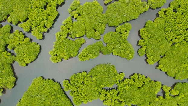 Aerial view green ecology mangrove nature tropical rainforest to the bay of sea. Mangrove landscape. Siargao,Philippines.