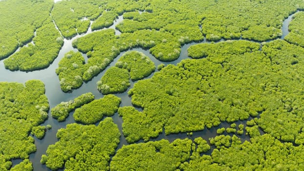 Tropical landscape with mangrove forest in wetland from above on Siargao island, Philippines.
