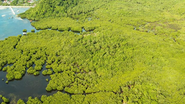 Tropical landscape with mangrove forest in wetland from above on Siargao island, Philippines.