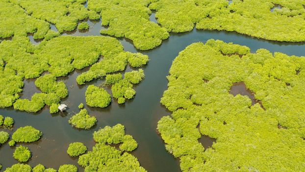 Aerial panoramic mangrove forest view in Siargao island,Philippines. Mangrove landscape