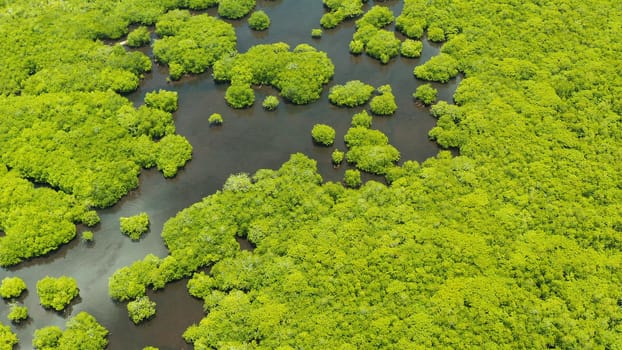 Aerial view green ecology mangrove nature tropical rainforest to the bay of sea. Mangrove landscape. Siargao,Philippines.