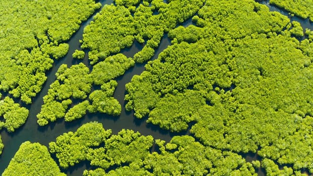 Aerial view of rivers in tropical mangrove forests. Mangrove landscape, Siargao,Philippines.