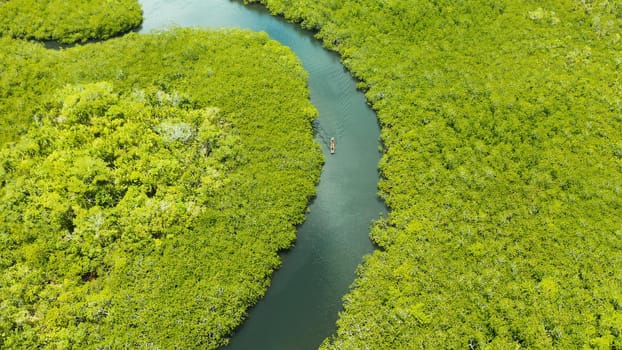 Aerial panoramic mangrove forest view in Siargao island,Philippines. Mangrove landscape